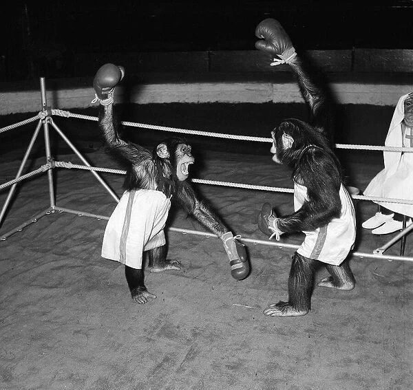 Chimps boxing match at Bertram Mills Circus 1955 aniimals unusual