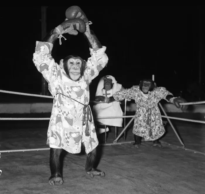 Framed Print : Chimps boxing match at Bertram Mills Circus 1955