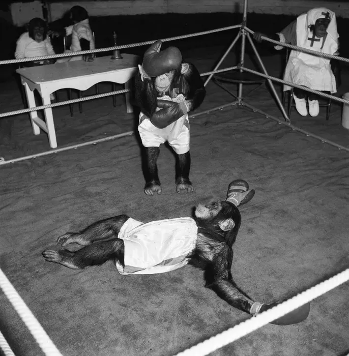Framed Print : Chimps boxing match at Bertram Mills Circus 1955 Framed Print : Chimps boxing match at Bertram Mills Circus 1955