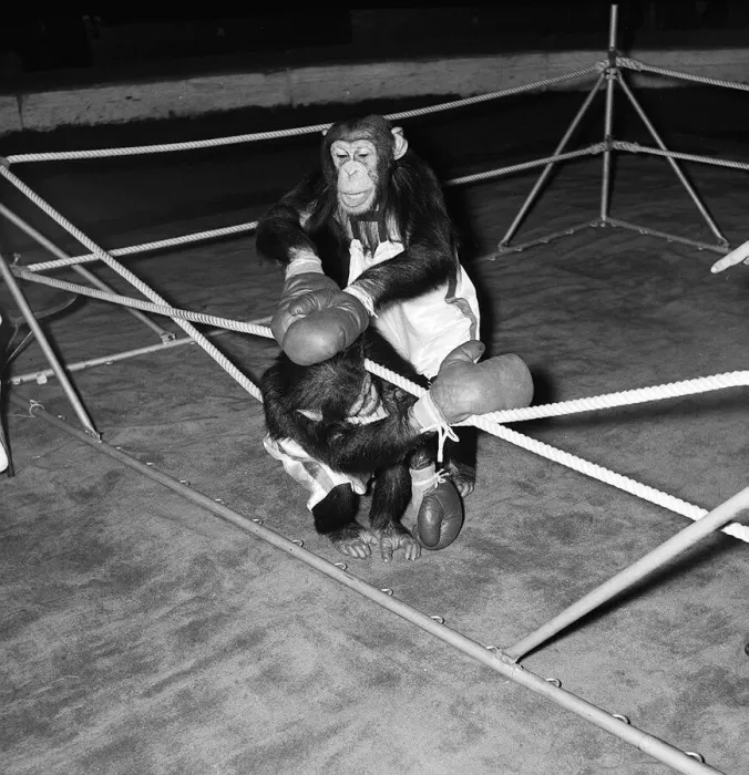 Framed Print : Chimps boxing match at Bertram Mills Circus 1955 aniimals unusual Framed Print : Chimps boxing match at Bertram Mills Circus 1955 aniimals unusual