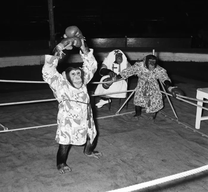 Framed Print : Chimps boxing match at Bertram Mills Circus 1955 aniimals unusual