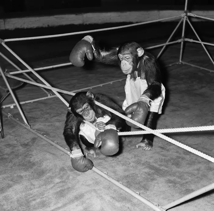 Framed Print : Chimps boxing match at Bertram Mills Circus 1955 aniimals unusual Framed Print : Chimps boxing match at Bertram Mills Circus 1955 aniimals unusual