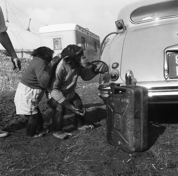 Framed Print : Chimps Charlie and Skipper from Chipperfields Circus syphoning petrol from a car 1957 Framed Print : Chimps Charlie and Skipper from Chipperfields Circus syphoning petrol from a car 1957