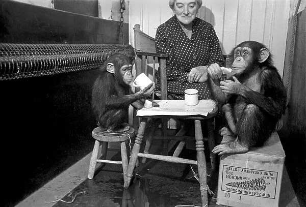 The Chimps going through their training today. March 1953 D1170-001