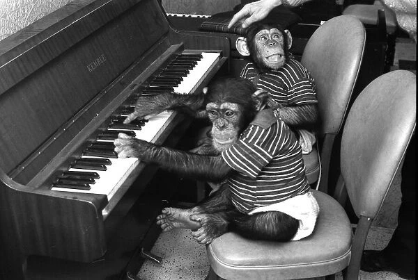 Chimps play the piano. circa 1970 Neg: R8265