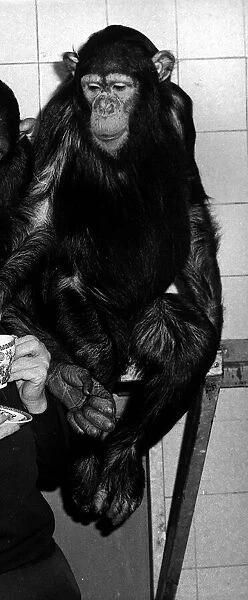 Chimps at Twycross Zoo March 1972