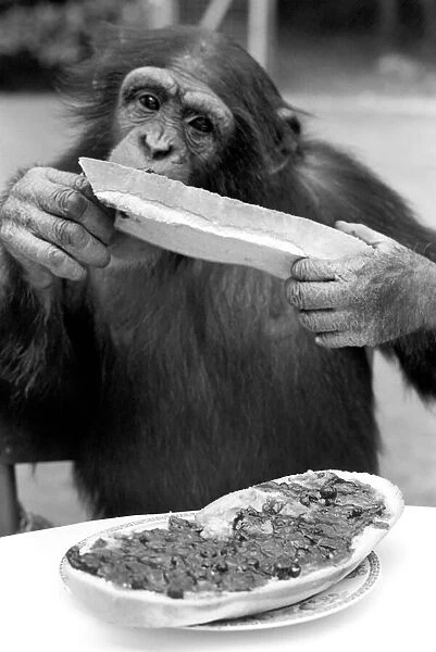 Chimps at Twycross Zoo. Sampling his bread and jam. August 1977 77-04341-009