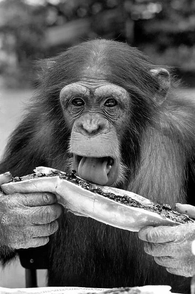 Chimps at Twycross Zoo. Sampling his bread and jam. August 1977 77-04341-007