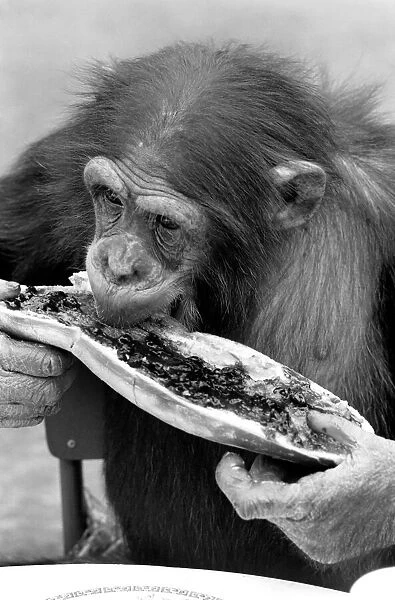 Chimps at Twycross Zoo. Sampling his bread and jam. August 1977 77-04341-006
