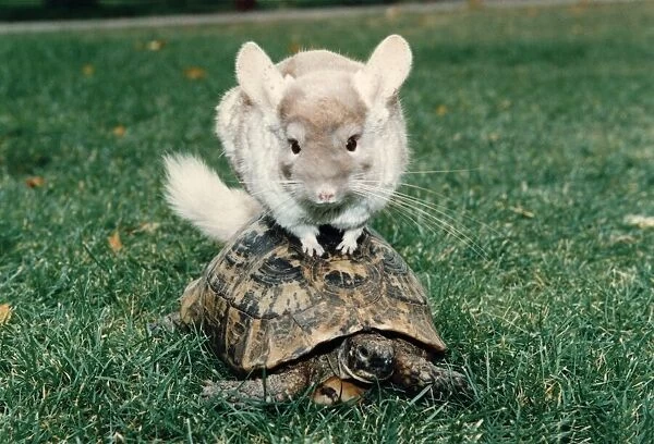 Chinchillas gets a lift from a tortise. November 1996 P006179