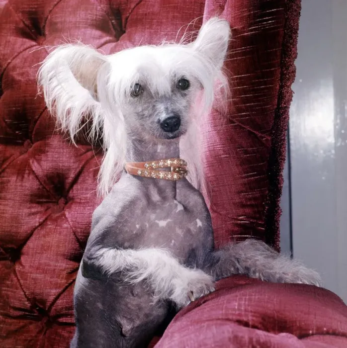 Framed Print : A Chinese crested dog owned by Mrs Dorothy tayler of Wembley wearing a necklace October Framed Print : A Chinese crested dog owned by Mrs Dorothy tayler of Wembley wearing a necklace October
