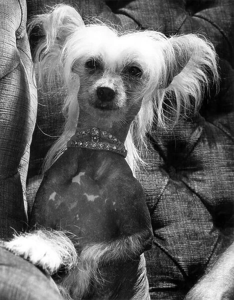 A Chinese crested dog shows off her diamond collar. October 1976 P000348