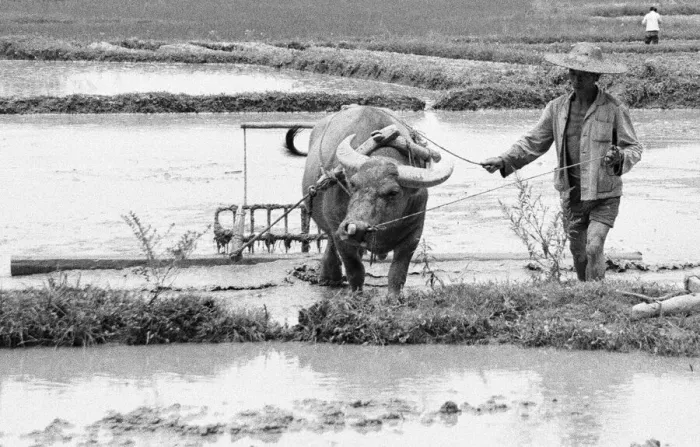 Framed Print : Chinese farmers working in the paddy fields outside Beijing 24th June 1979