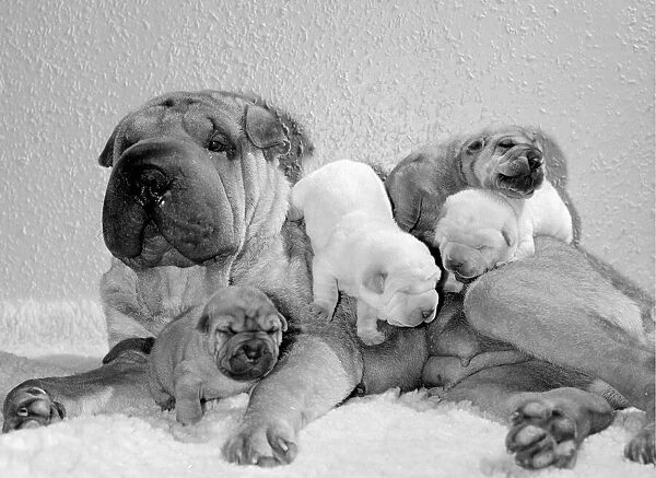 Chinese Shar-Pei 'Honey-Suckle'with one of her puppies