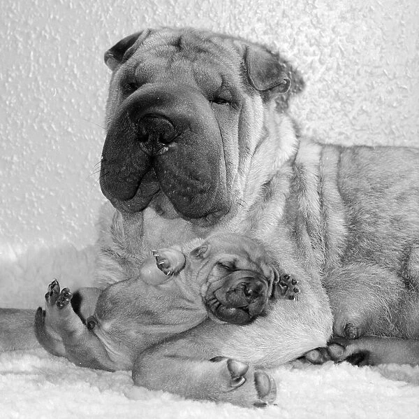 Chinese Shar-Pei 'Honey-Suckle'with one of her puppies