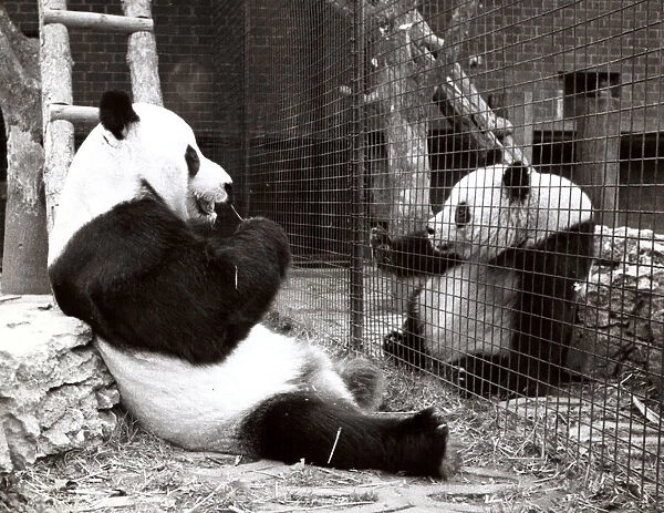Ching Ching the Panda Bear - February 1980 with Chia Chia