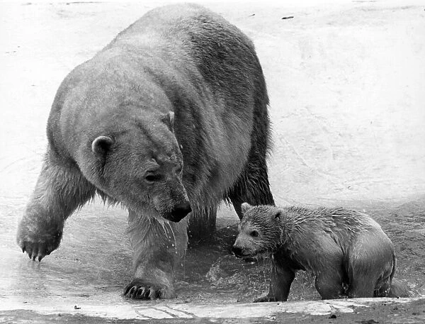 Chinook, the polar bear cub with his Mother at Whipsnade Zoo