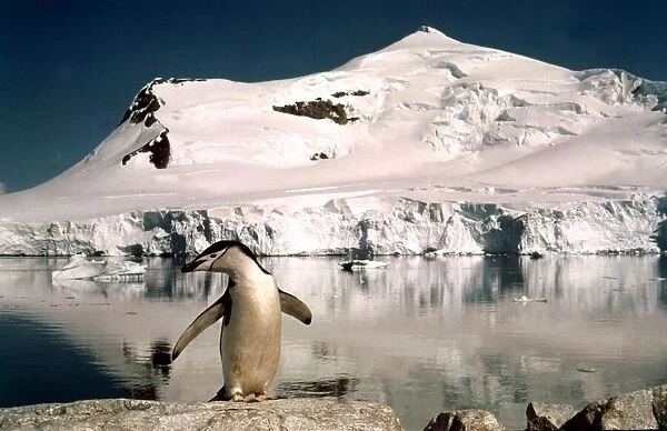 Chinstrap penguins with their chicks at Paradise Bay in Antarctica March 1974