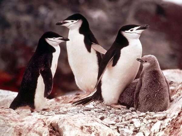 Chinstrap penguins with their chicks at Paradise Bay in Antarctica March 1974