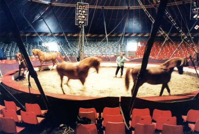 Framed Print : Chipperfields Circus, Sallyann Roncescu puts the arab horses through their paces Framed Print : Chipperfields Circus, Sallyann Roncescu puts the arab horses through their paces