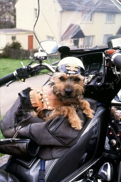 Chit the Yorkshire terrier in leathers on motorbike 1992 01  /  04  /  1992