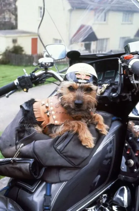 Framed Print : Chit the Yorkshirev Terrier on his owners motorcyle withnhis own leathers Animals