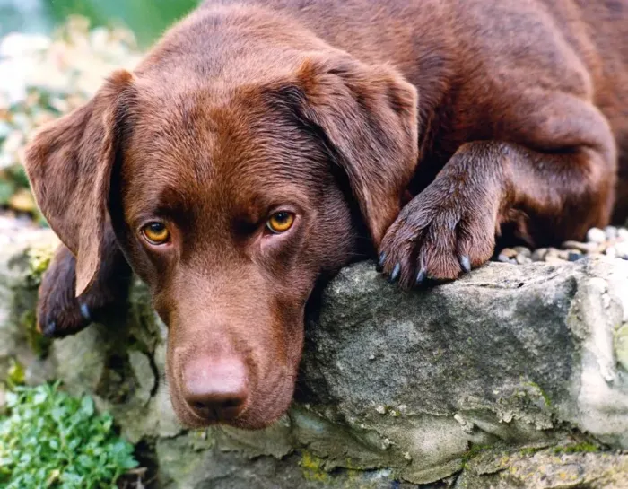 Framed Print : A chocolate brown Labrador Framed Print : A chocolate brown Labrador