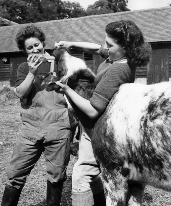 Framed Print : They Have Chosen Farming As A Career: There are a number of girls taking the 12 months Framed Print : They Have Chosen Farming As A Career: There are a number of girls taking the 12 months