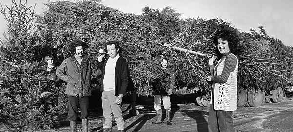 Christmas comes a month early... 10, 000 Christmas trees arrived at Vincents Garden Centre
