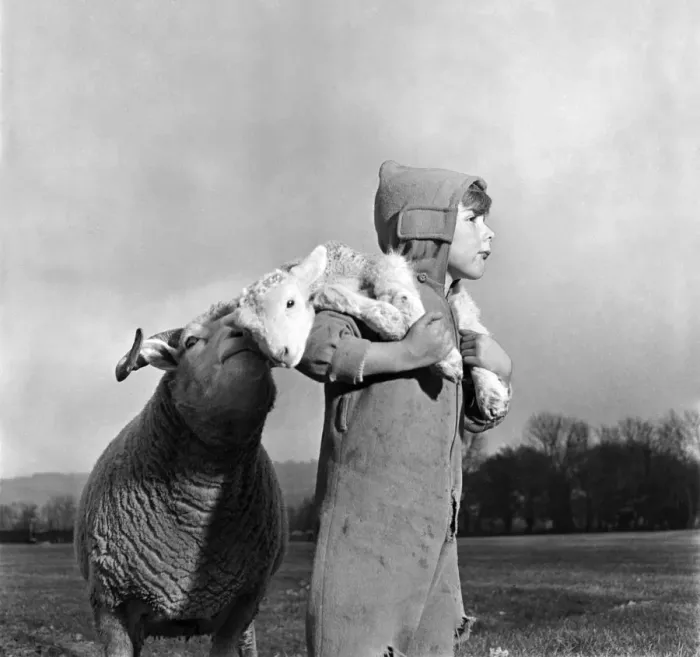 Framed Print : Christmas lambs. Down at Rye House Farm, Otford, Kent, early lambs are being born