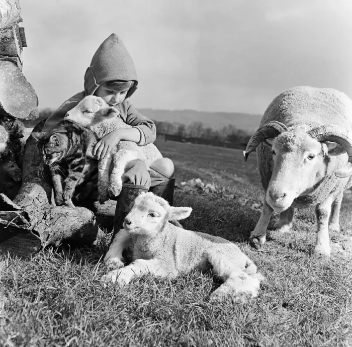 Framed Print : Christmas lambs. Down at Rye House Farm, Otford, Kent, early lambs are being born Framed Print : Christmas lambs. Down at Rye House Farm, Otford, Kent, early lambs are being born