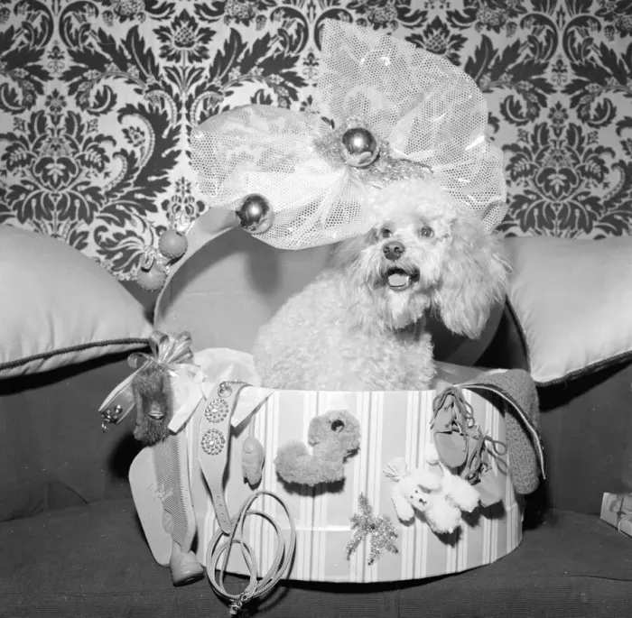 Framed Print : Christmas presents for a dog Present that one can buy a dog this Christmas are Framed Print : Christmas presents for a dog Present that one can buy a dog this Christmas are