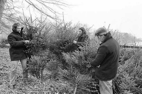 Christmas Trees being harvested, Teesside, December 1972