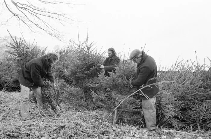Framed Print : Christmas Trees being harvested, Teesside, December 1972 Framed Print : Christmas Trees being harvested, Teesside, December 1972