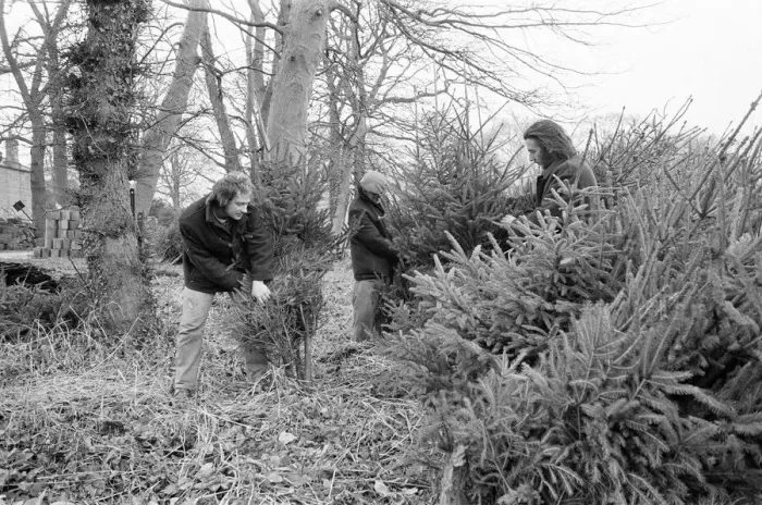 Framed Print : Christmas Trees being harvested, Teesside, December 1972 Framed Print : Christmas Trees being harvested, Teesside, December 1972