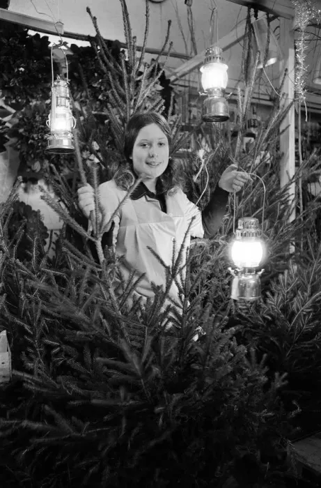 Framed Print : Christmas Trees, On Sale during blackout, being sold by candlelight, Market Hall Framed Print : Christmas Trees, On Sale during blackout, being sold by candlelight, Market Hall