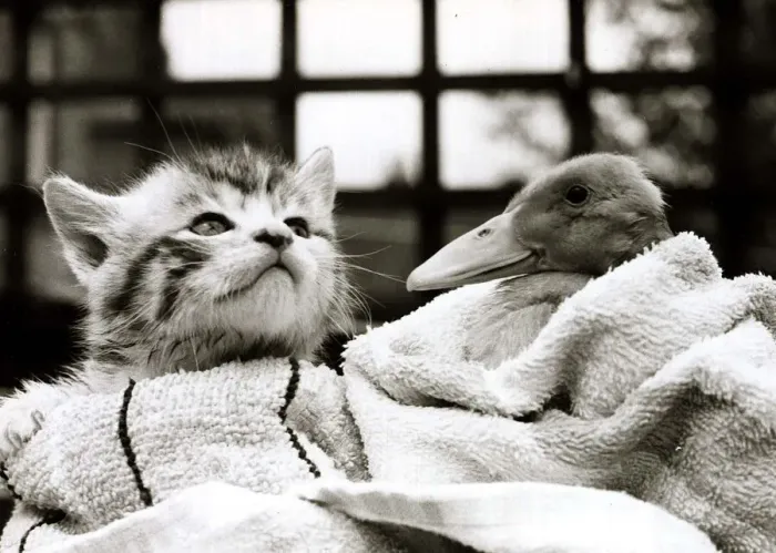Framed Print : Chutze the kitten and Osbert the duckling playing together on their dustbin lid lake Framed Print : Chutze the kitten and Osbert the duckling playing together on their dustbin lid lake