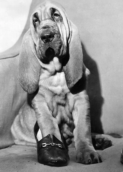 Cinderella the bloodhound pup tries on the slipper to see if she will go to the ball