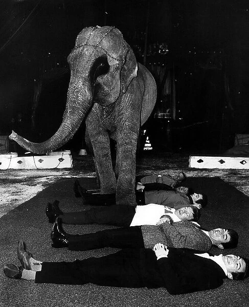 Circus Animal Elephant November 1967 Burma the Elepahnt stepping over BBC Radio 1