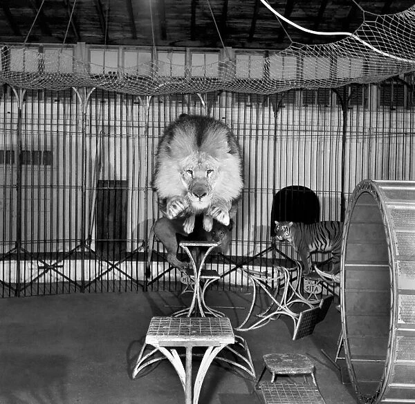 Circus lion jumping from a table inside his cage. December 1953 D7319-001