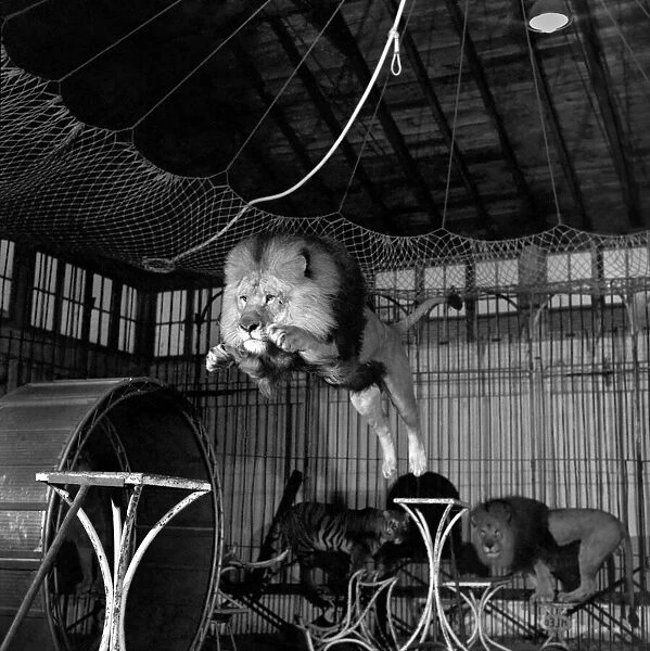 Circus lion jumping from a table inside his cage. December 1953 D7319-003