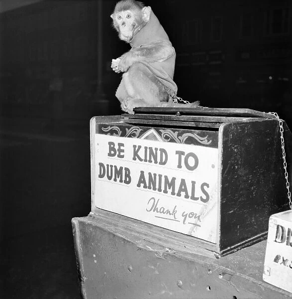 Circus Monkey. January 1953 D310-001