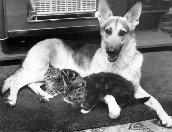 Framed Print : Clara the Alsatian is keen on picking up litter - a litter of kittens she has adopted