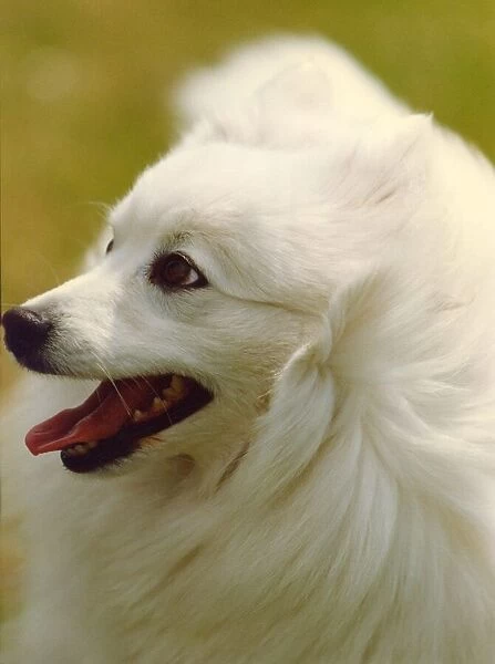 A very clean and white Japanese Spitz
