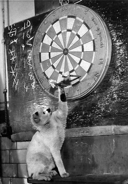 Clever kitten is Snowball. When the men in the Melting House of the Royal Mint play darts