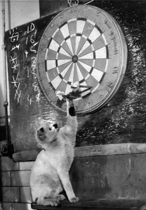 Framed Print : Clever kitten is Snowball. When the men in the Melting House of the Royal Mint play darts Framed Print : Clever kitten is Snowball. When the men in the Melting House of the Royal Mint play darts
