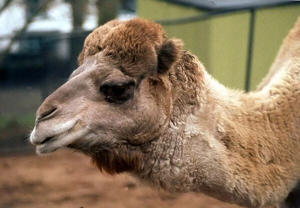 Close up of a camel at Belle Vue Zoo in Belfast, Northern Ireland January 1971