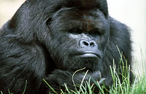 Close up of a Gorilla at a zoo in England July 1971