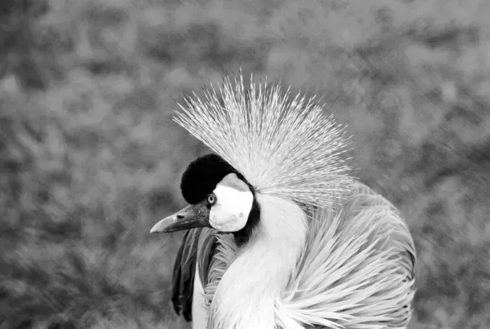 Framed Print : Close up of a grey crowned crane. January 1975 75-00240-007 Framed Print : Close up of a grey crowned crane. January 1975 75-00240-007