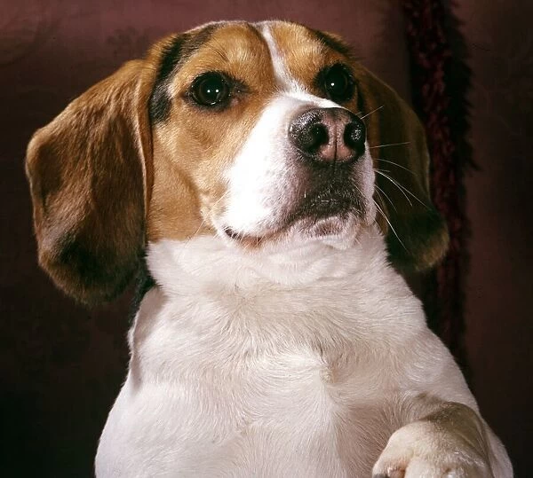 Close Up of a Jack Russell dog Circa 1972
